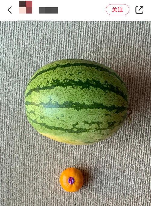 吃瓜老外轮船,一场跨国文化交流的奇妙之旅  第3张